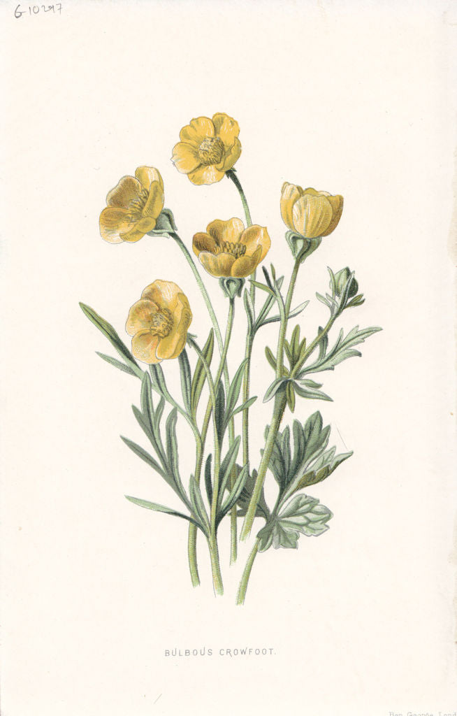 FLOWERS. Buttercup (Bulbous Crowfoot) c1895 old antique vintage print picture